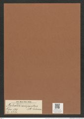 Auliscus compositus A. Schum. (de-Toni-Nr.: Genus 171, Species 4380) Zeichnungen Sammlung Grunow Mappe 04330 (Herbarium_W_Grunow_drawings_Folder_04330)